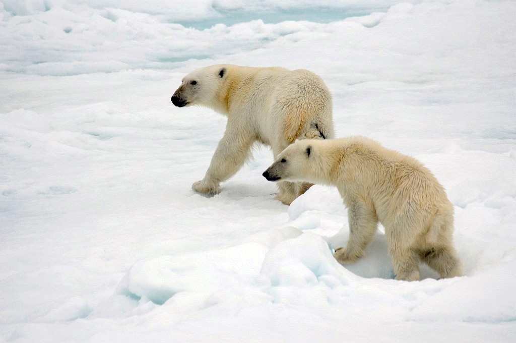 2607 Iskanten Isbjorn04.jpg - Polar Bear (Thalarctos maritimus) Isbjørn, Spitsbergen Norway July 2008